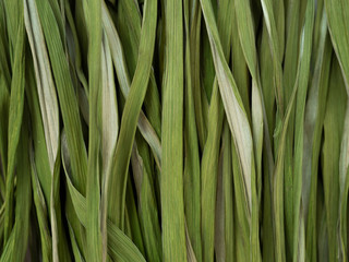 long dry grass, texture, background