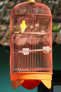 Yellow Canary bird in the cage