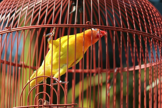 Yellow Canary bird in the cage