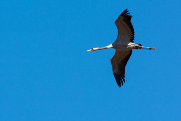 Flying Common crane 