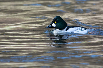 Common goldeneye in the water