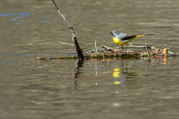 Grey wagtail on a branch