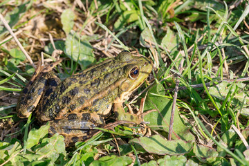 Frog sits in the green grass on the shore of the pond on a sunny day