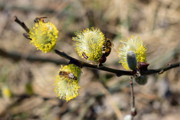 Branch of flowering willow tree with insects on a sunny spring day