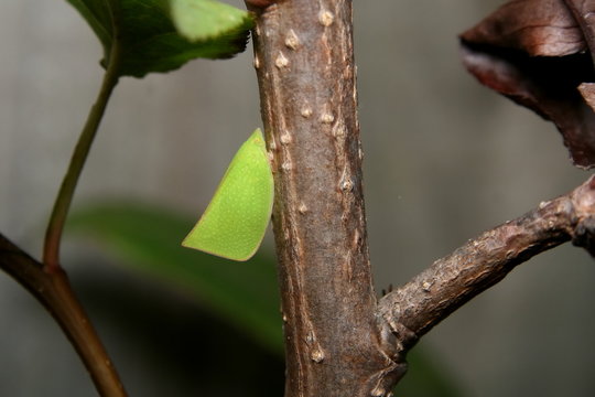 Green Flatidae Planthopper
