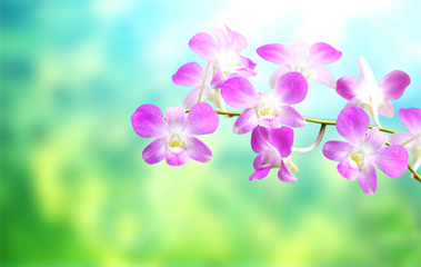 Blurred background with flowers of orchid