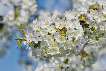 Beautiful flowering fruit trees. Blooming plant branches in spring warm bright sunny day