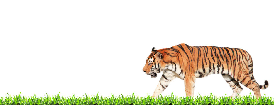 Horizontal banner with walking tiger and green grass
