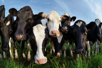 cows on pasture looking close up