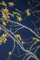 Textura. Rama de árbol con hojas / Texture. Tree branch with leaves