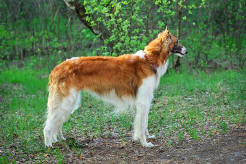 Russian Wolfhound Dog, Borzoi walk, Sighthound, Russkaya Psovaya Borzaya, Psovi. Hunter, Killer of wolves. One of the fastest hunting dogs in the world. Springtime, Outdoors