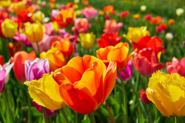 Natur Frühling 2018 Tulpen Feld