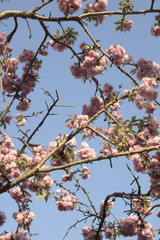 Abstract Cherry Tree Blossom and bright Blue Sky