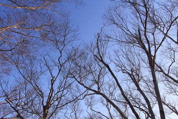 田沢湖高原の白樺