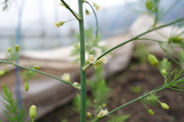 アスパラガスの花