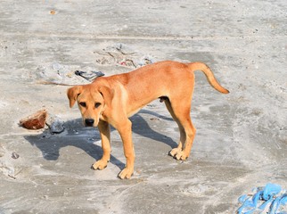 Brown dog standing on gray sand beach
