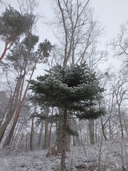 春の雪をかぶった林の木々
