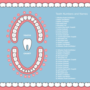 Tooth chart with names - dental infographics, teeth in jaw