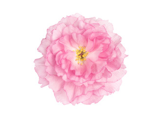 Sakura flower cherry blossom isolated white background