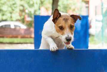 Dog jumping over hurdle at off-leash dog park during agility and obstacle course