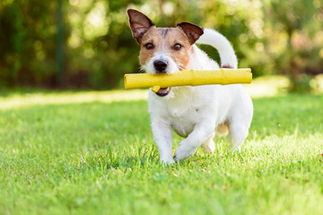 Pet dog with toy stick walking at back yard lawn at sunny summer day