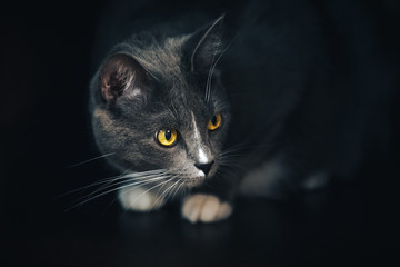 portrait of a gray cat on a dark background
