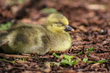 baby gosling, sleeping in the spring sunshine