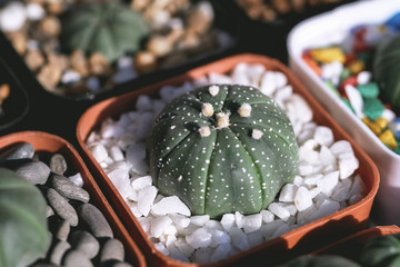 Close up of cactus plants in the pot