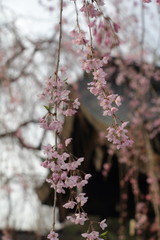 角館　武家屋敷　しだれ桜
