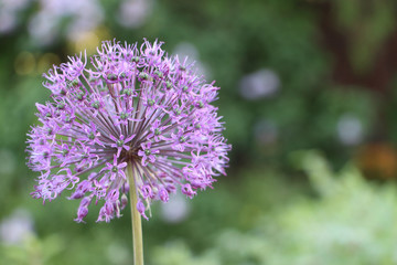 Decorative onions blooming in the garden in summer
