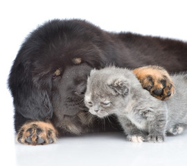 Tibetan mastiff puppy kissing a tiny kitten. isolated on white background