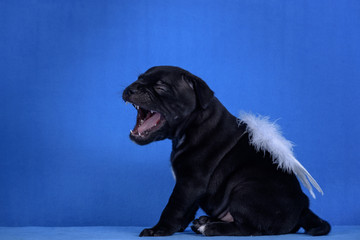 Black puppy with white wings on blue background.