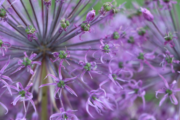 Onions blooming in the garden in summer