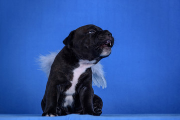 Black puppy with white wings on blue background.