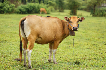 Naklejka na ściany i meble Brown cow grazing in a meadow