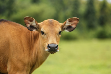 Naklejka na ściany i meble Brown cow grazing in a meadow