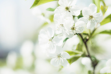 Fototapeta na wymiar Plum blossom macro photography