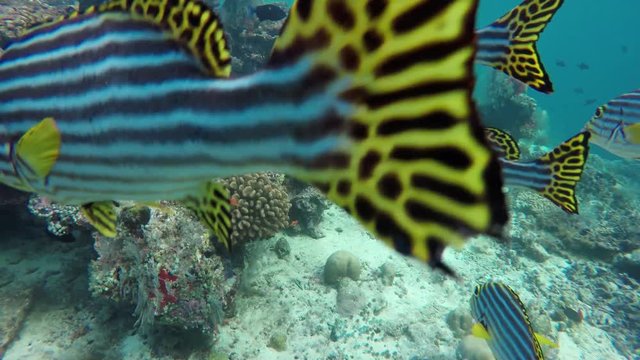 ein Schwarm Fische (Orientalische S&uuml;&szlig;lippe) schwimmen an der Riffkante auf den Malediven