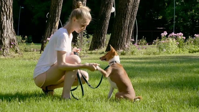 Domestic animals. Young blonde girl teaching a basenji dog giving paw. 4K