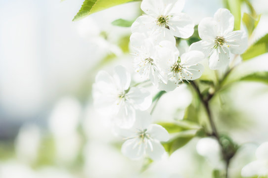 Plum blossom macro photography