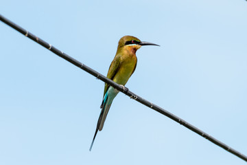 Blue tailed Bee eater