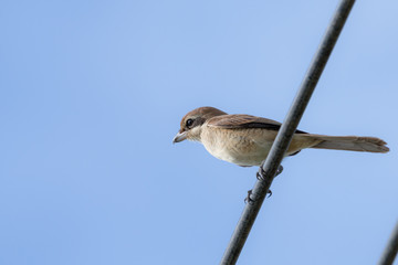 Brown shrike
