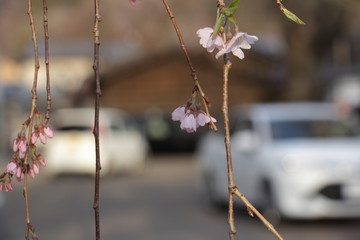 角館　武家屋敷　しだれ桜