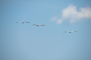 Flying spot billed pelican or grey pelican in Thailand