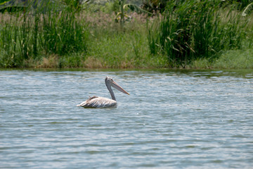 spot billed pelican or grey pelican in Thailand