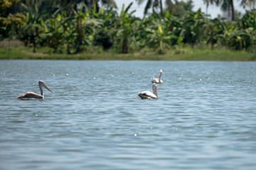 spot billed pelican or grey pelican in Thailand