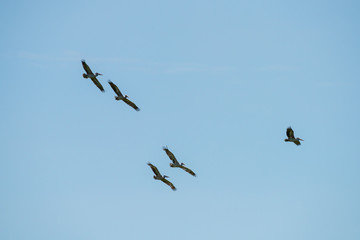Flying spot billed pelican or grey pelican in Thailand