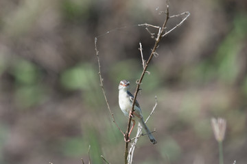 plain prinia  is a small warbler