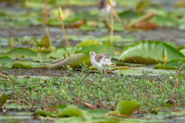 Pheasant-tailed Jacana juvenile