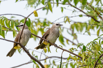 Yellow vented Bulbul